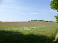 Odenwald Foto: Wiesenkräuter Odenwald Foto: Wiesenkräuter