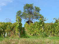 Odenwald Foto: Weinberg Odenwald Foto: Weinberg