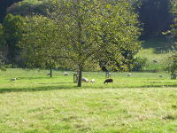 Odenwald Foto: Weidende Schafe Odenwald Foto: Weidende Schafe