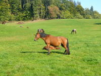 Odenwald Foto: Pferde auf der Juhöhe