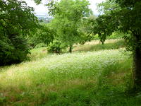 Odenwald Foto: Obstwiese Odenwald Foto: Obstwiese
