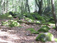 Odenwald Foto: Magnetsteine