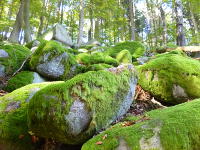 Odenwald Foto: bemooste Felsen