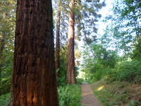 Odenwald Foto: Exotenwald