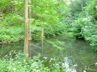 Odenwald Foto: Im Weihertal