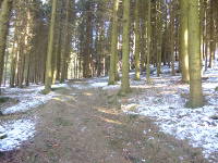 Odenwald Foto: Nadelwald