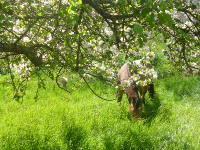 Odenwald Foto: grasendes Pferd