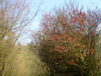 Odenwald Foto: blühender Strauch