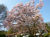 Odenwald Foto: Magnolienbaum