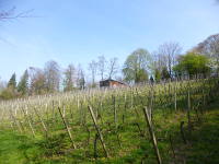 Odenwald Foto: Weinberg