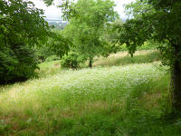 Odenwald Foto: Waldwiese