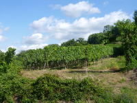 Odenwald Foto: Weinreben