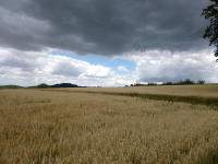 Odenwald Foto: Kornfeld