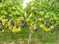 Odenwald Foto: blaue Trauben