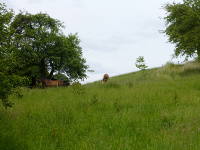 Odenwald Foto: Pferdekoppel Odenwald Foto: Pferdekoppel