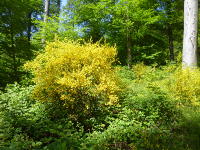 Odenwald Foto: Frühlingsblüten