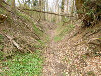 Odenwald Foto: Waldpfad