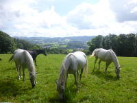Odenwald Foto: Pferde vor der Tromm