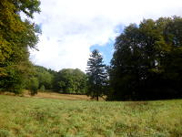 Odenwald Foto: Waldwiesen