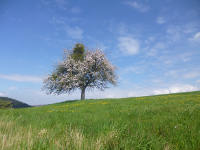 Odenwald Foto: Obstblüte