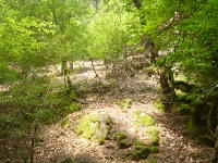 Odenwald Foto: Waldpfad