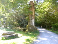 Odenwald Foto: abgesägte Eiche