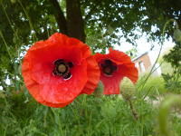 Odenwald Foto: Moonblume