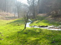 Odenwald Foto: 