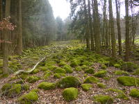 Odenwald Foto: Kleines Felsenmeer