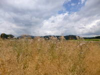 Odenwald Foto: 