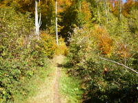 Odenwald Foto: Waldpfad