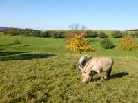 Odenwald Foto: Ponys auf der Weide