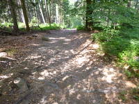 Odenwald Foto: Waldpfad