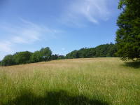 Odenwald Foto: Sommerwiese