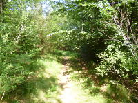 Odenwald Foto: Wanderpfad im Schmerbachtal