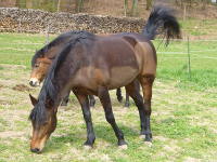 Odenwald Foto: Pferde auf der Koppel