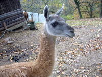 Odenwald Foto: Bergtierpark in Erlenbach