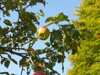 Odenwald Foto: Obstwiesenweg