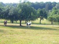 Odenwald Foto: 