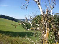 Odenwald Foto: 