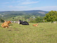 Odenwald Foto: Kühe auf der Weide