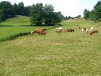 Odenwald Foto: Kühe bei Schlierbach
