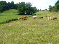 Odenwald Foto: Kühe bei Schlierbach Odenwald Foto: Kühe bei Schlierbach