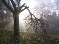 Odenwald Foto: Herbstnebel am Fuß der Tromm