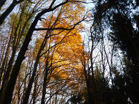 Odenwald Foto: Leuchtendes Herbstlaub