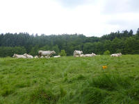Odenwald Foto: Kühe auf der Weide