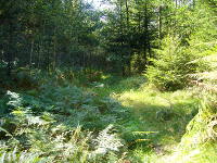 Odenwald Foto: Naturpfad am Schmerbach