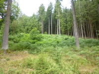 Odenwald Foto: Farne im Wald