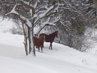 Odenwald Foto: Pferde auf verschneiter Wiese