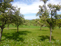 Odenwald Foto: Obstbäume